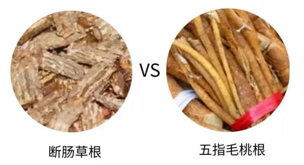这些常见植物有剧毒！极易与煲汤料混淆！