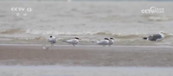 中华凤头燕鸥与黑颈鹤频频现身自然保护区 中华凤头燕鸥与黑颈鹤频频现身自然保护区