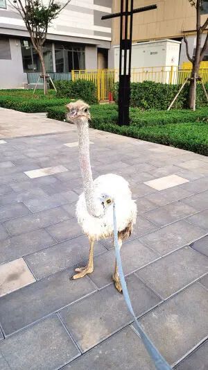 一男子牵鸵鸟在昆明街头散步,网友:“这个牵鸵鸟的好像是我” 一男子牵鸵鸟在昆明街头散步,网友:“这个牵鸵鸟的好像是我”