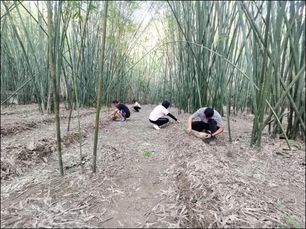 广东的竹林能“生蛋”? 广东的竹林能“生蛋”?