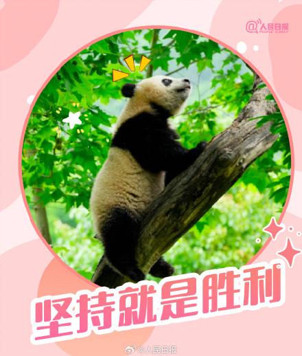 转发收藏！大运会专属熊猫加油表情包上线