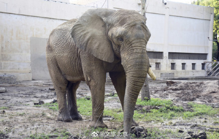 入伏后北京动物园动物萌态十足