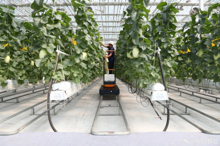 山东寿光：科技助力国产蔬菜种子走向全国