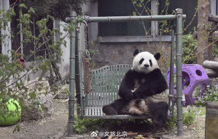 入伏后北京动物园动物萌态十足