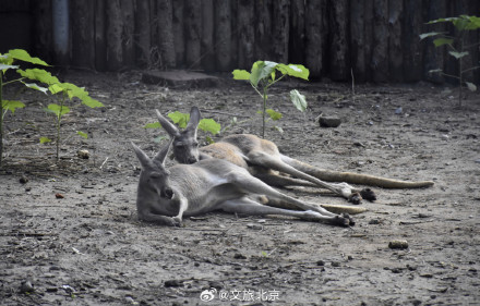 入伏后北京动物园动物萌态十足