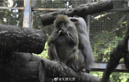 入伏后北京动物园动物萌态十足