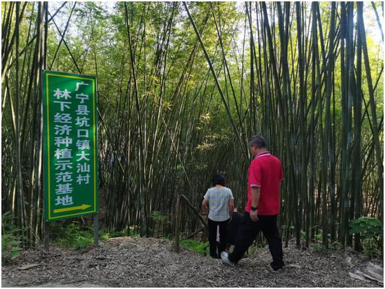 广东的竹林能“生蛋”? 广东的竹林能“生蛋”?