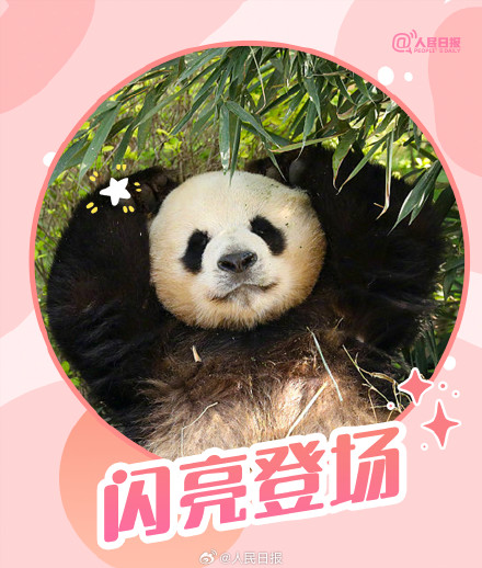 转发收藏！大运会专属熊猫加油表情包上线