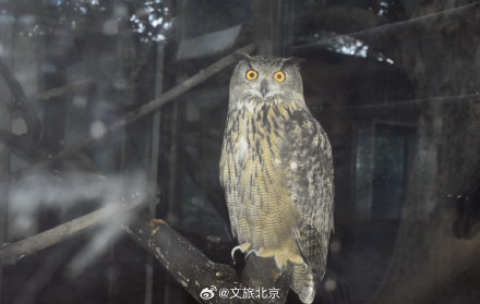 入伏后北京动物园动物萌态十足