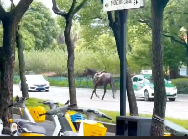 突发！台州闹市区惊现一匹骏马逆行狂奔！知情人：它大有来头