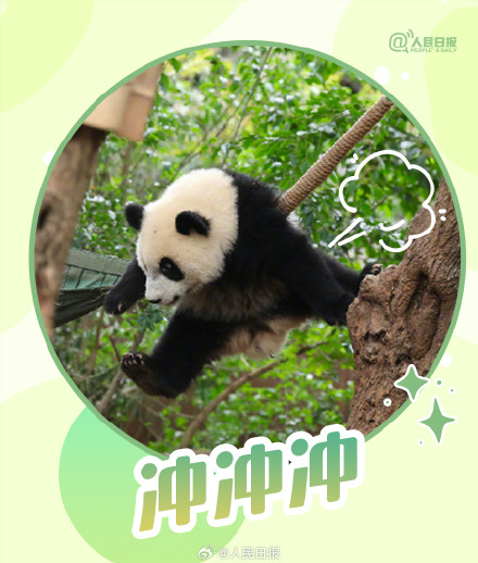 转发收藏！大运会专属熊猫加油表情包上线