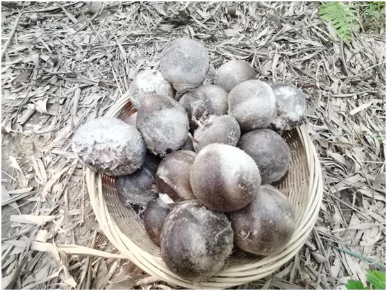 广东的竹林能“生蛋”? 广东的竹林能“生蛋”?