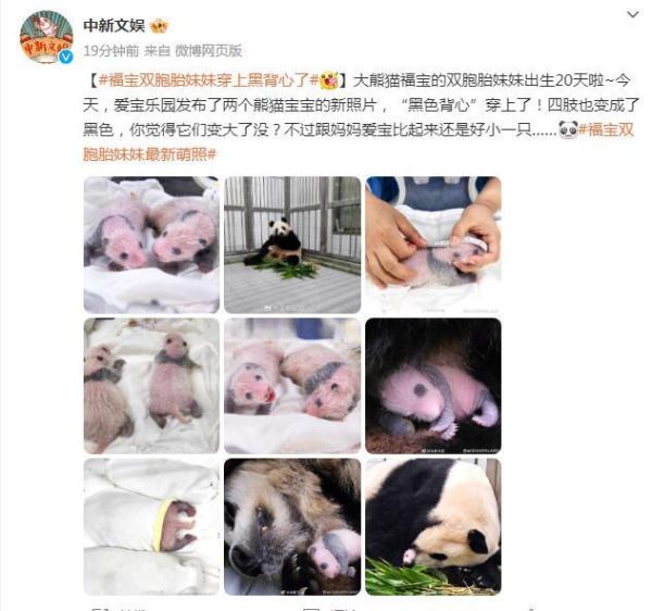 爱宝乐园发布最新照片！福宝双胞胎妹妹穿上“黑色背心”了