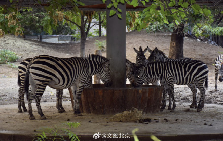 入伏后北京动物园动物萌态十足
