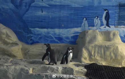 入伏后北京动物园动物萌态十足