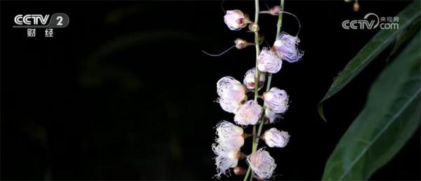 追极光、赏瀑布、夜访植物园 暑期旅游热度持续“升温” 追极光、赏瀑布、夜访植物园 暑期旅游热度持续“升温”