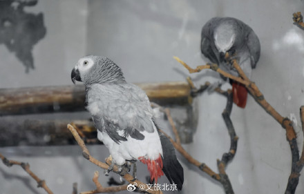 入伏后北京动物园动物萌态十足