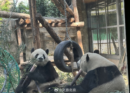 入伏后北京动物园动物萌态十足