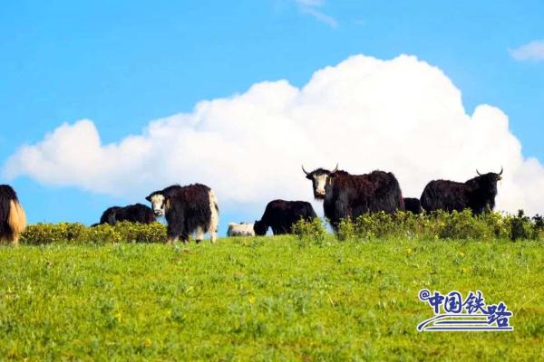 绝美!动车组驶过全世界海拔最高的高铁站 绝美!动车组驶过全世界海拔最高的高铁站