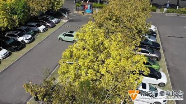 秋天来了？南宁一处树木披上“黄金甲”，市民游客表示：很新奇