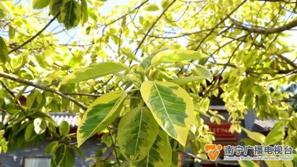 秋天来了？南宁一处树木披上“黄金甲”，市民游客表示：很新奇
