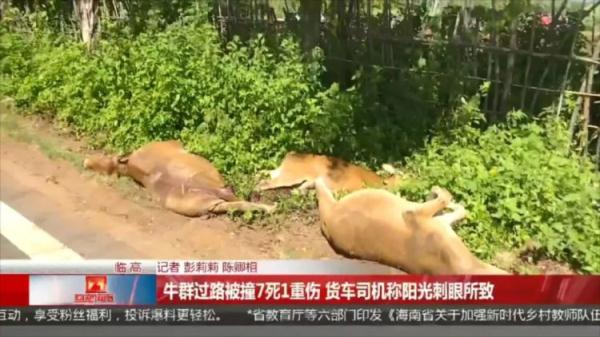 货车撞向过路牛群,致黄牛7死1伤,司机称阳光刺眼所致 货车撞向过路牛群,致黄牛7死1伤,司机称阳光刺眼所致
