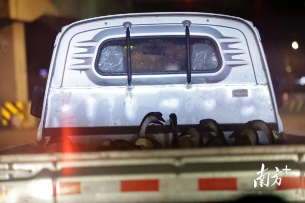 污水横流、隐匿山林，记者深夜暗访活禽私宰点发现……