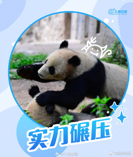 转发收藏！熊猫加油表情包来啦