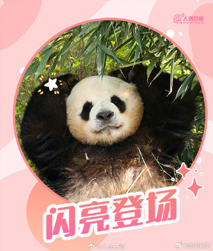 转发收藏！熊猫加油表情包来啦