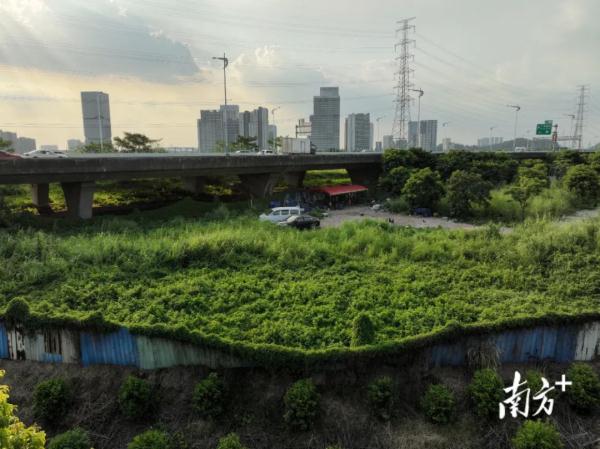 污水横流、隐匿山林，记者深夜暗访活禽私宰点发现……