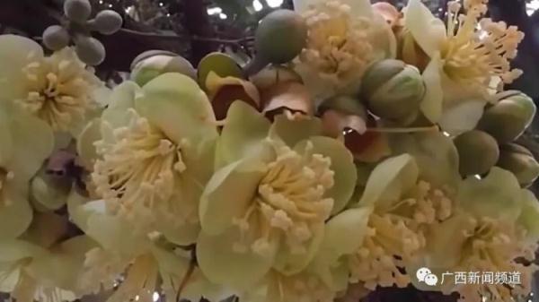 海南榴莲问世，网友喊话广西：快让我榴莲自由！业内人士：还在努力中