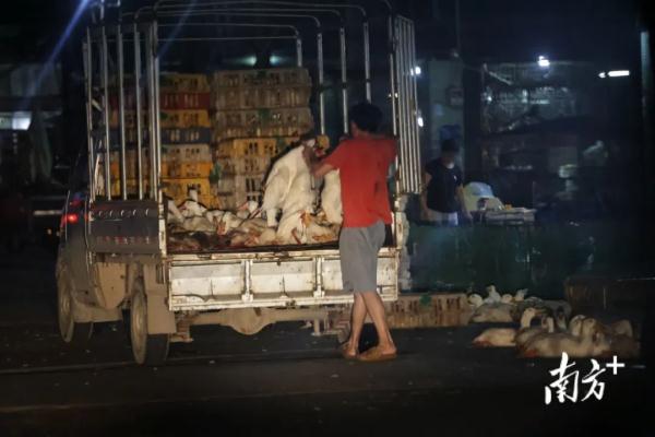 污水横流、隐匿山林，记者深夜暗访活禽私宰点发现……