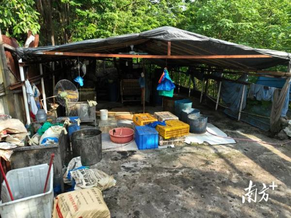 污水横流、隐匿山林，记者深夜暗访活禽私宰点发现……