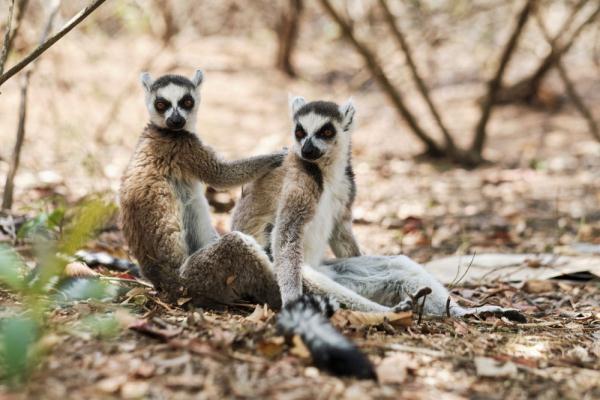 暑假请到非洲来旅游——马达加斯加