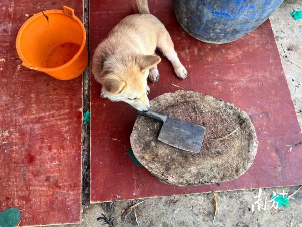 污水横流、隐匿山林，记者深夜暗访活禽私宰点发现……