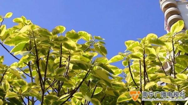 秋天来了？南宁一处树木披上“黄金甲”，市民游客表示：很新奇