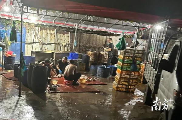 污水横流、隐匿山林，记者深夜暗访活禽私宰点发现……