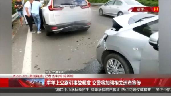 货车撞向过路牛群,致黄牛7死1伤,司机称阳光刺眼所致 货车撞向过路牛群,致黄牛7死1伤,司机称阳光刺眼所致