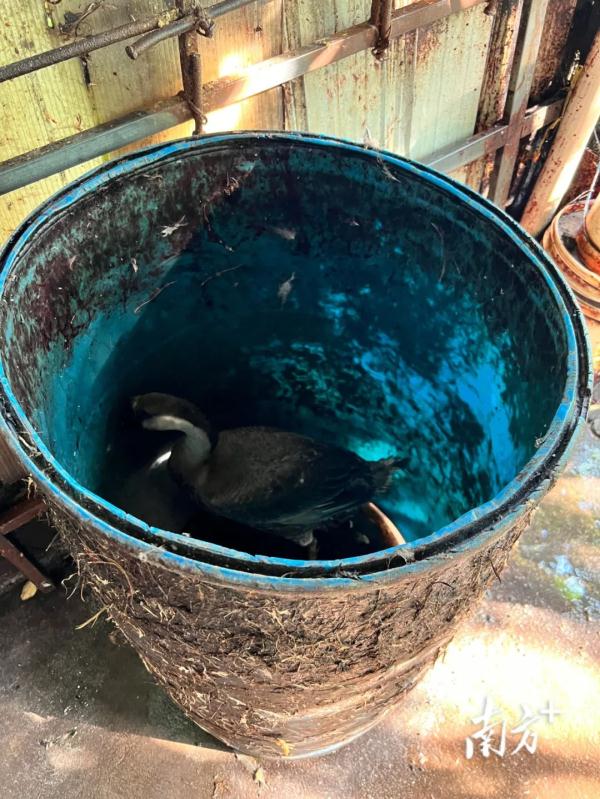 污水横流、隐匿山林，记者深夜暗访活禽私宰点发现……