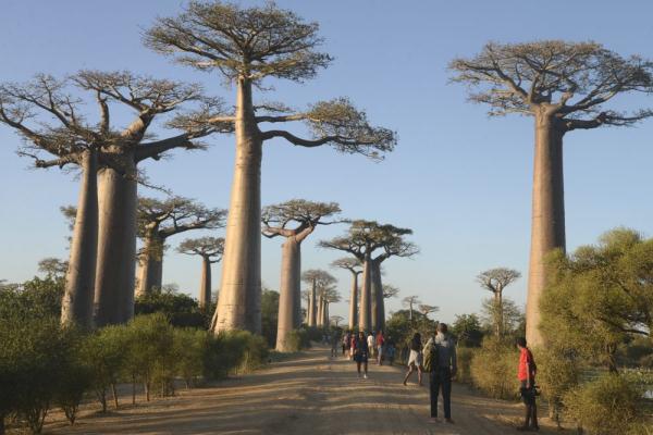 暑假请到非洲来旅游——马达加斯加