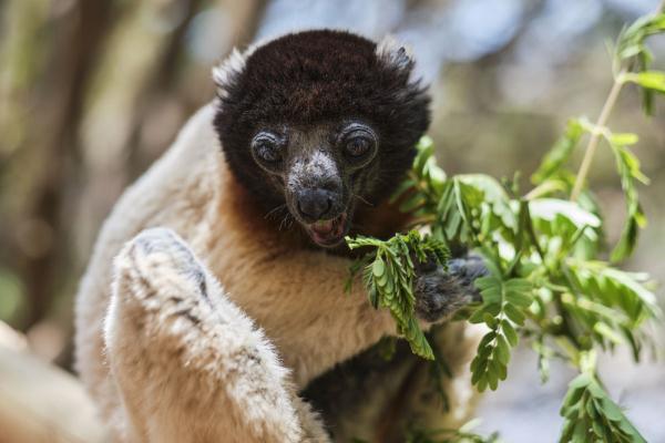 暑假请到非洲来旅游——马达加斯加