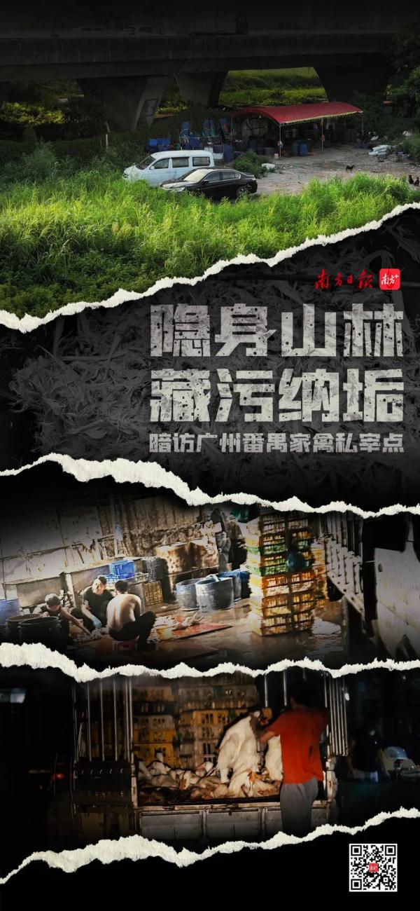 污水横流、隐匿山林，记者深夜暗访活禽私宰点发现……