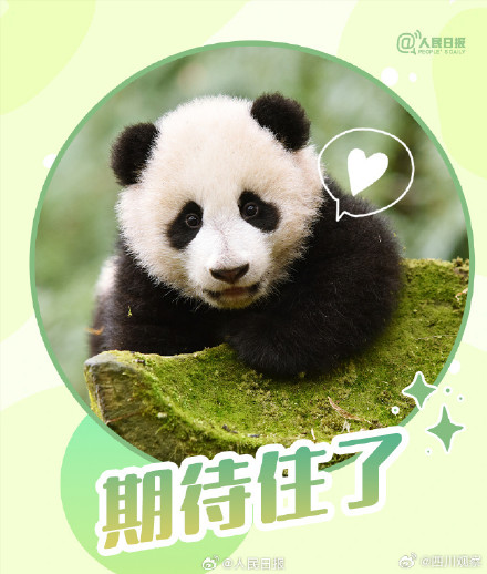转发收藏！熊猫加油表情包来啦