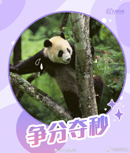 转发收藏！熊猫加油表情包来啦