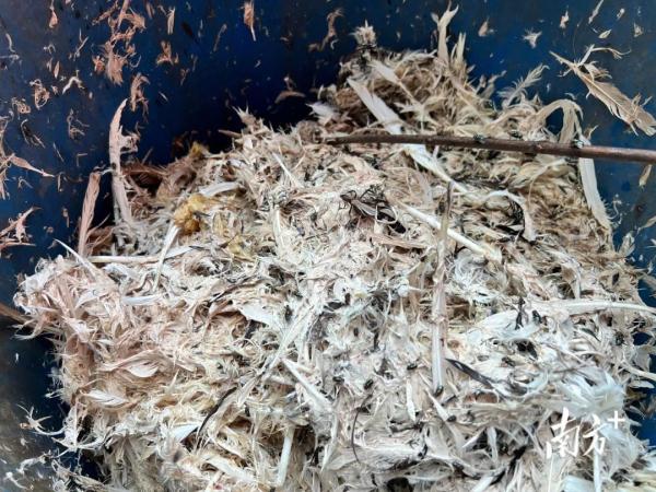 污水横流、隐匿山林，记者深夜暗访活禽私宰点发现……