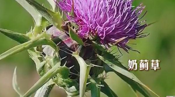 三七和土三七傻傻分不清？专家：用错或将面临肝移植！