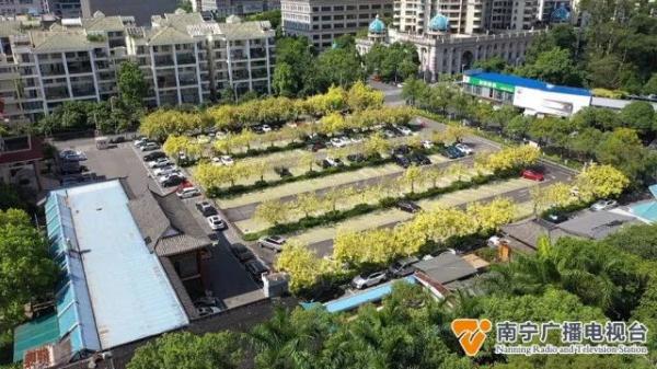 秋天来了？南宁一处树木披上“黄金甲”，市民游客表示：很新奇