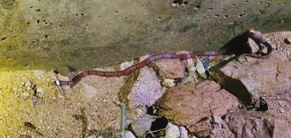 “中国第二毒,安徽罕见!” “中国第二毒,安徽罕见!”