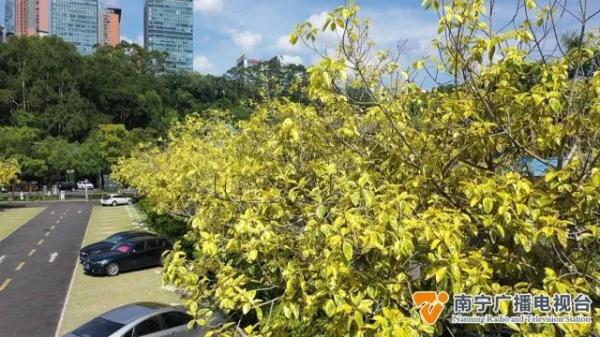 秋天来了？南宁一处树木披上“黄金甲”，市民游客表示：很新奇