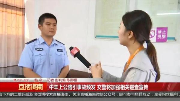 货车撞向过路牛群,致黄牛7死1伤,司机称阳光刺眼所致 货车撞向过路牛群,致黄牛7死1伤,司机称阳光刺眼所致